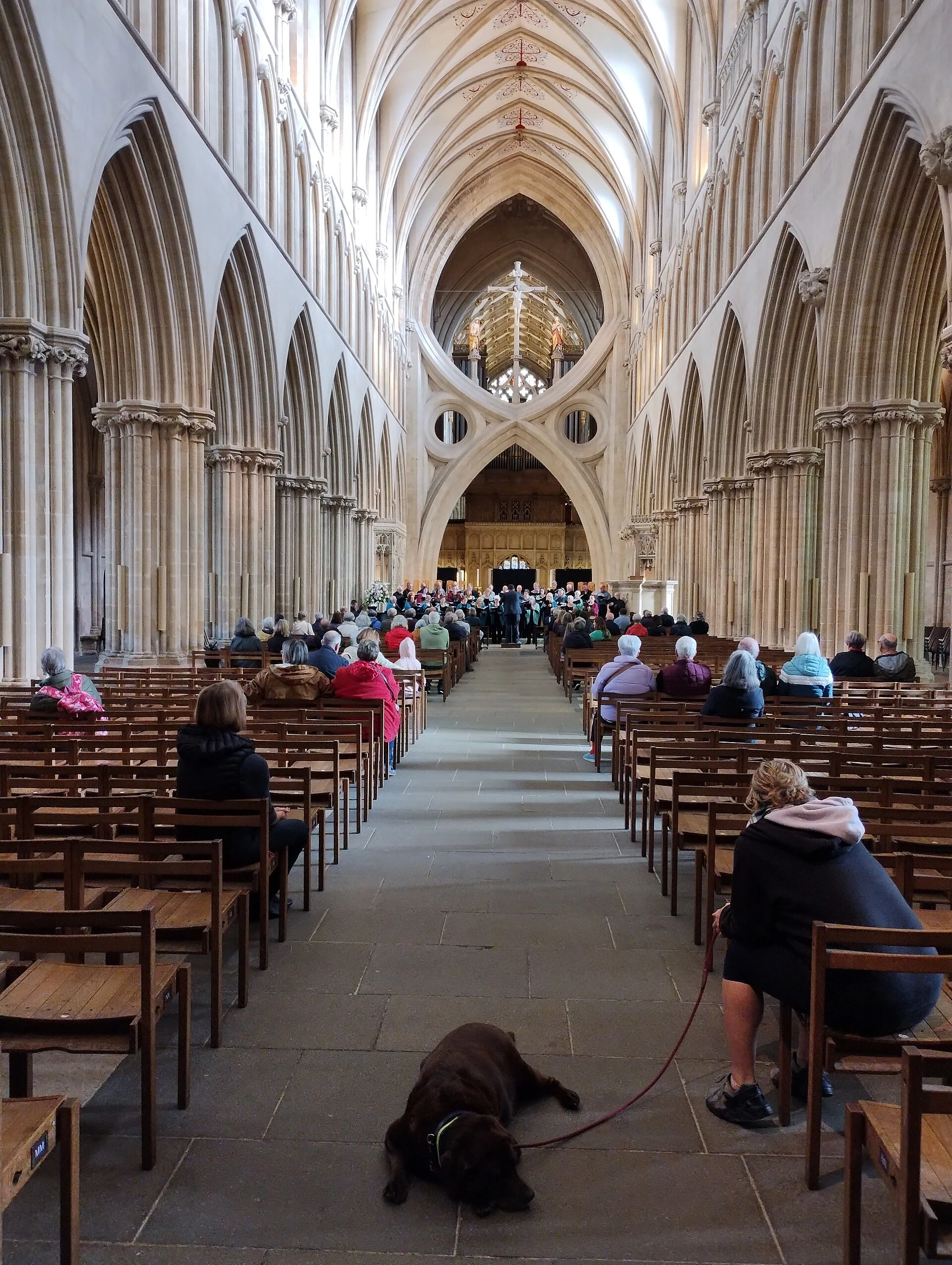 Harborough Singers at Wells Cathedral, dog in audience
