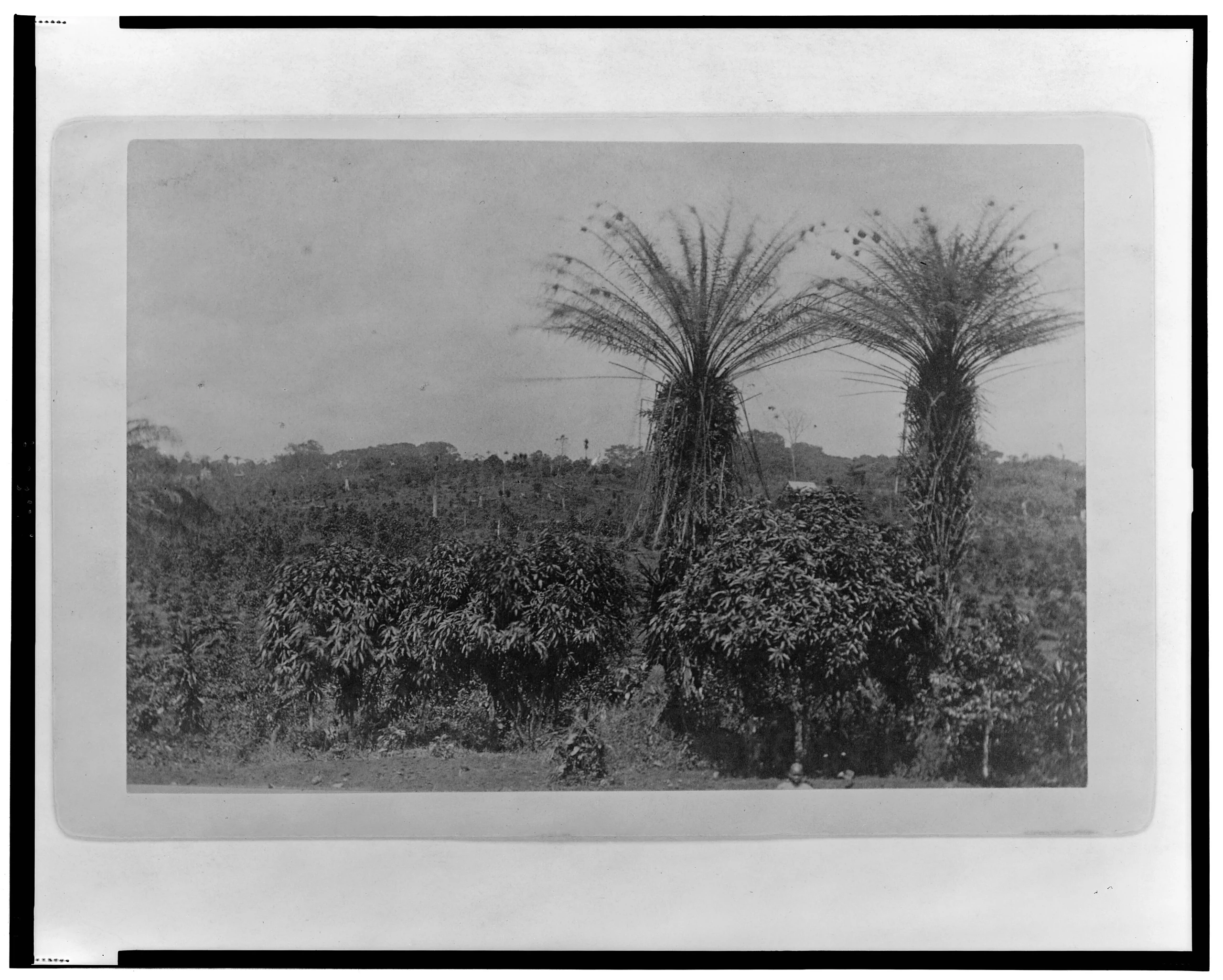 A coffee farm, Clay-Ashland (Liberia)