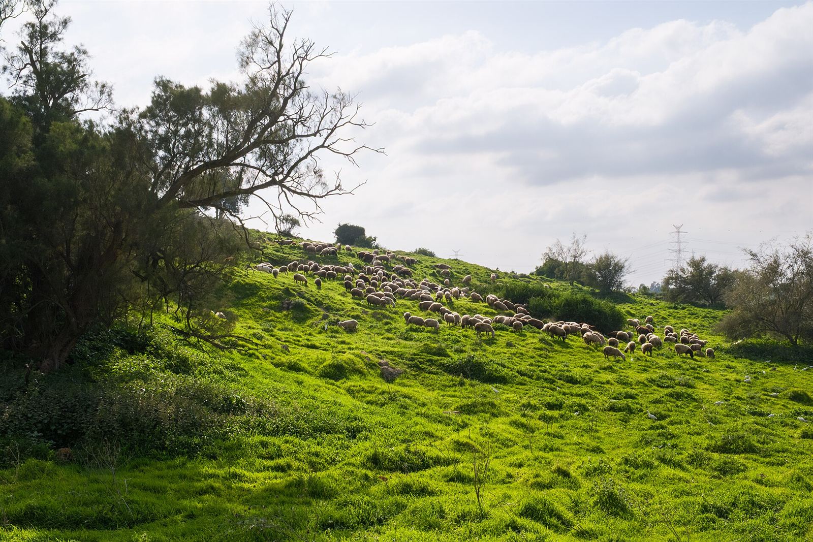 Sheep grazing on the green slopes of Tel Zafit — the buried city of Gath — today