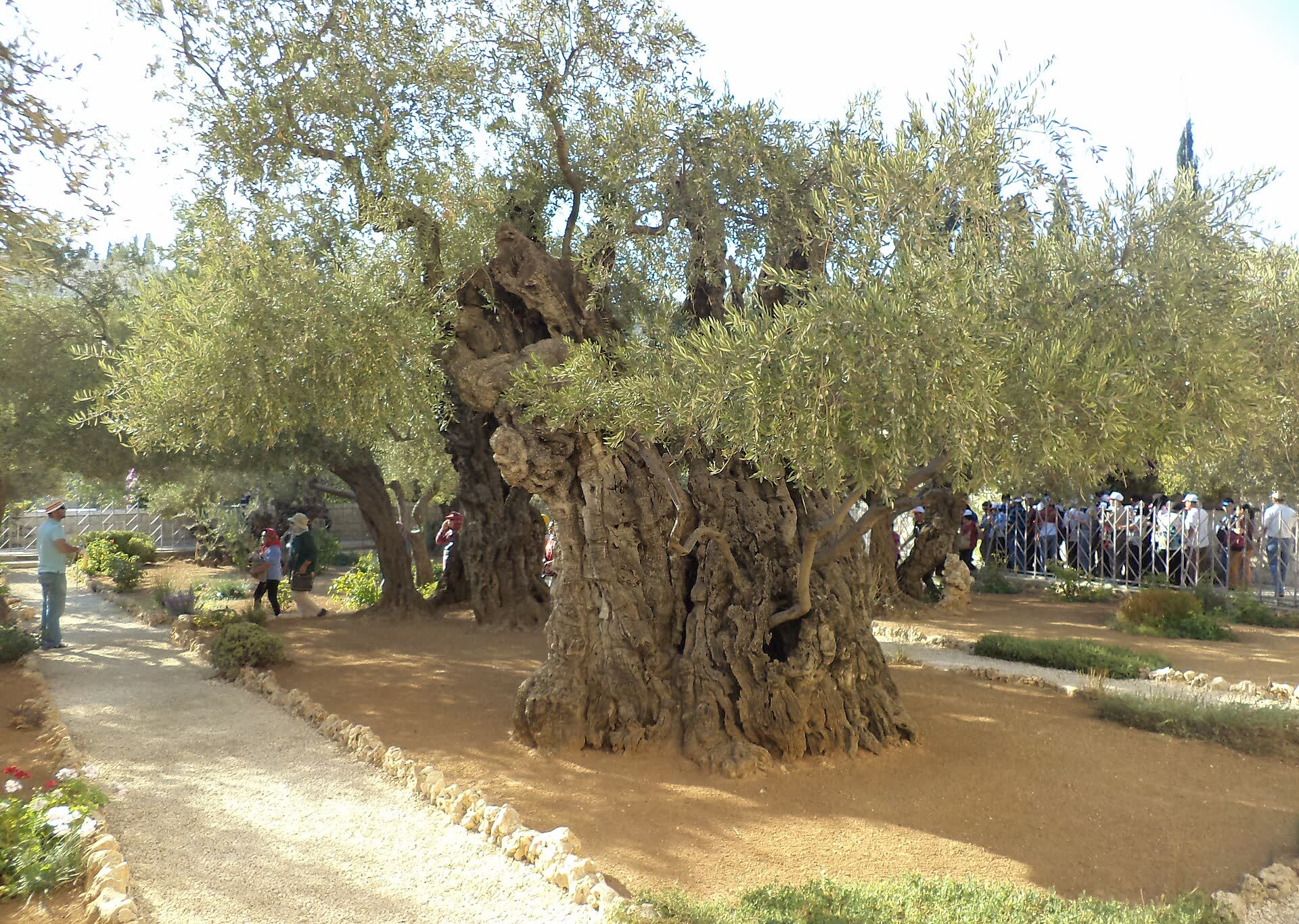 One of the oldest olive trees in the Garden of Gethsemane