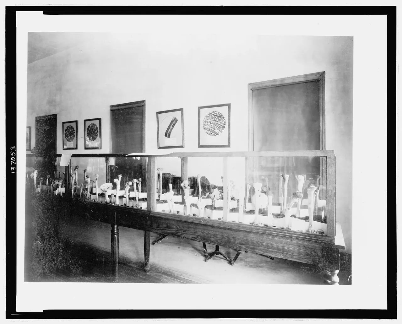 Display of human bones, probably by the U.S. Surgeon General, at the Chicago's World's Columbian Exhibition LCCN20066862