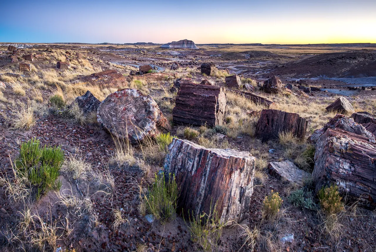 Logs everywhere, Petrified Forest