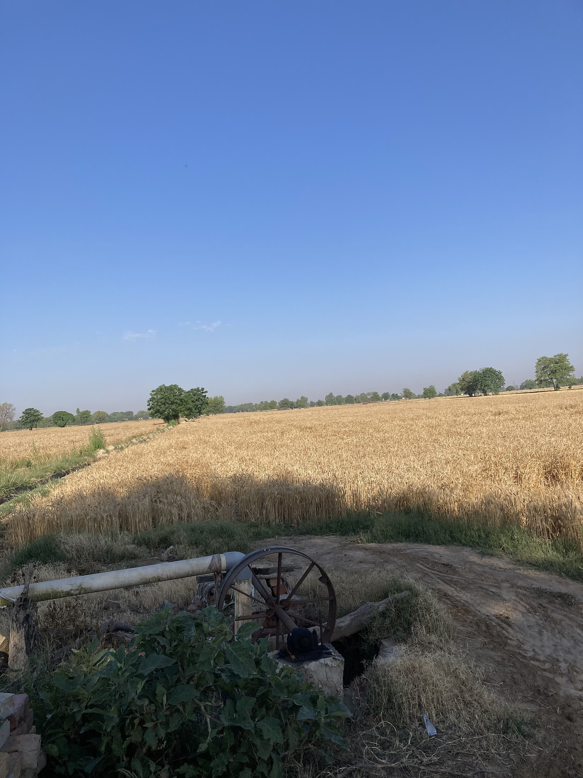 A wheat field at harvest time